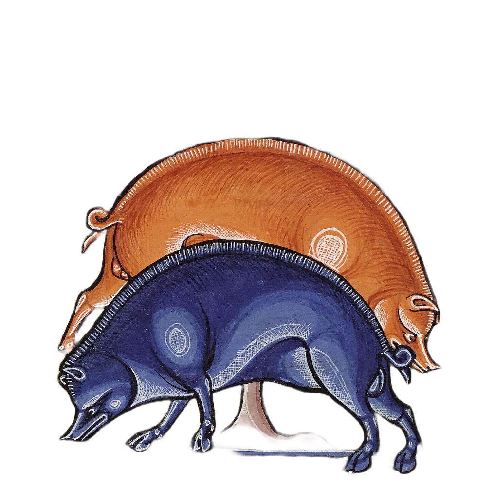 Medieval illumination of two pigs, one red and one blue