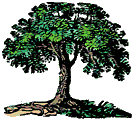Large tree with green foliage