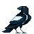 A bouncing magpie